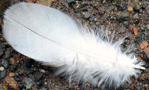 white-feather2.jpg